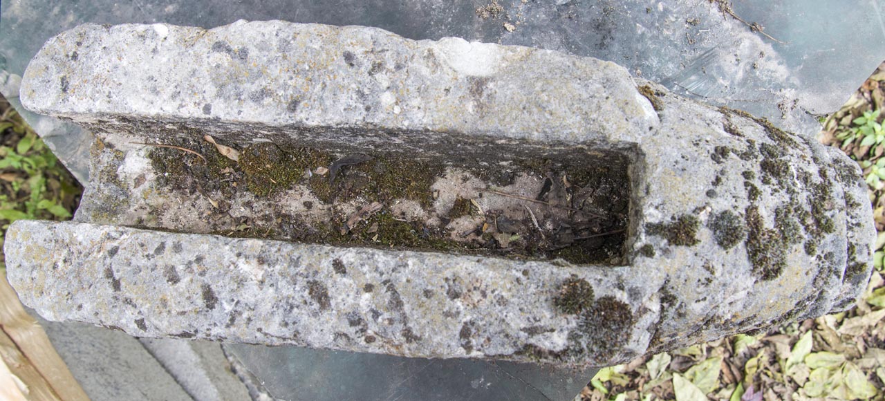 Wild boar's head, old stone gargoyle Wild boar's head, old stone gargoyle-3